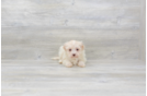 Meet Star - our Havanese Puppy Photo 3/4 - Premier Pups