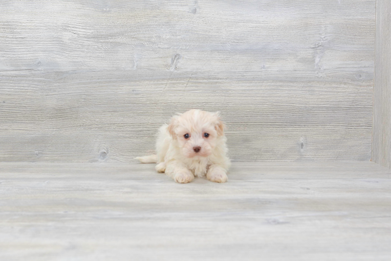 Meet Star - our Havanese Puppy Photo 3/4 - Premier Pups