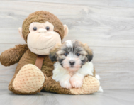 7 week old Havanese Puppy For Sale - Premier Pups