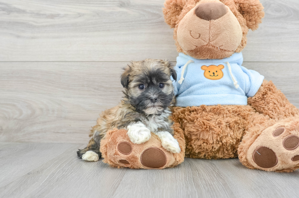 7 week old Havanese Puppy For Sale - Premier Pups
