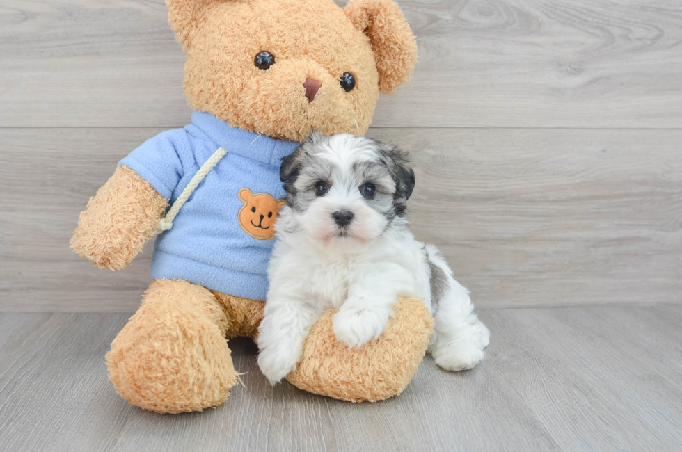 5 week old Havanese Puppy For Sale - Premier Pups