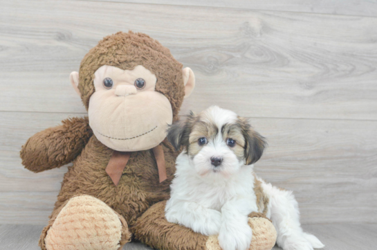 Havanese Pup Being Cute