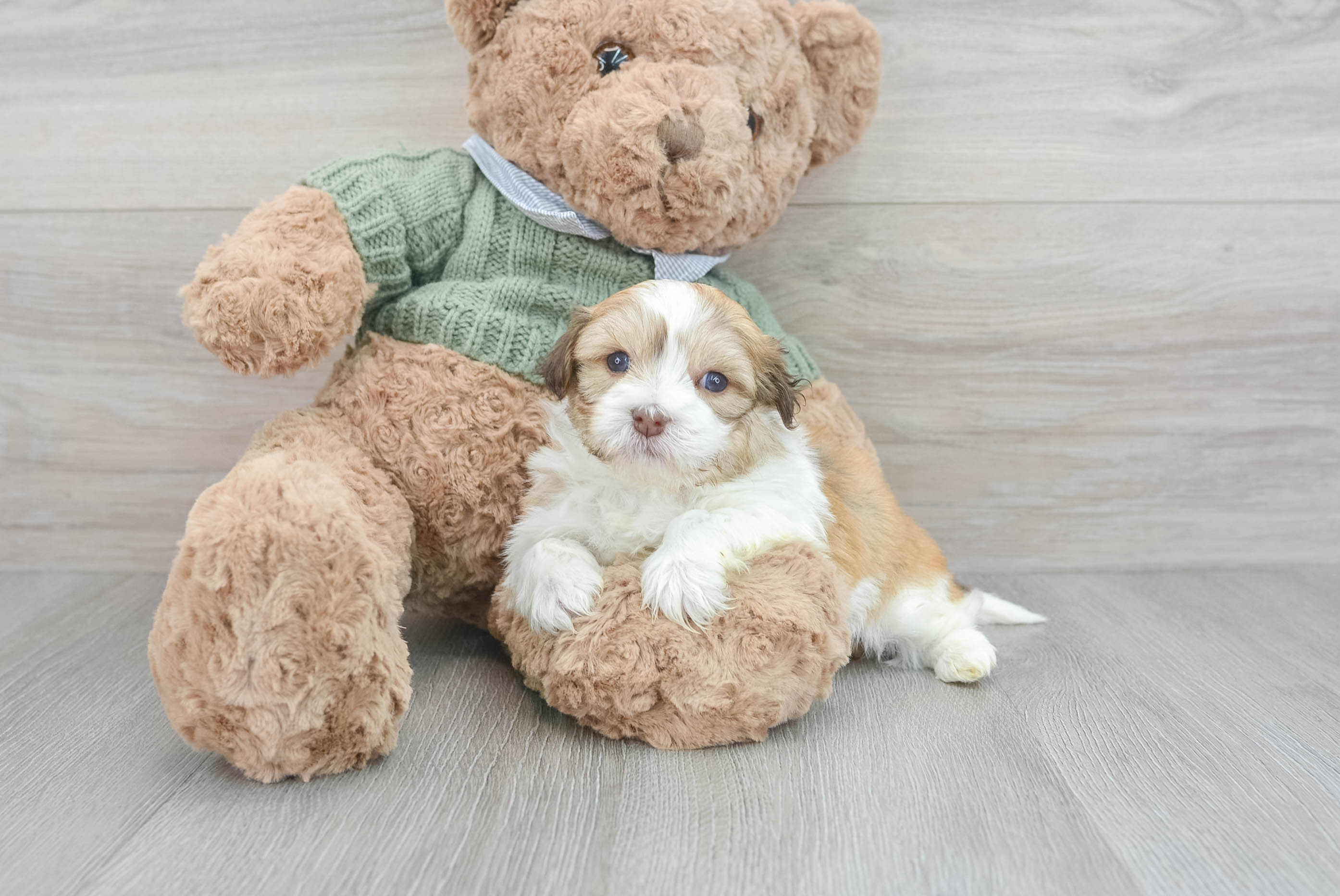 Havanese teddy bear hotsell puppies for sale