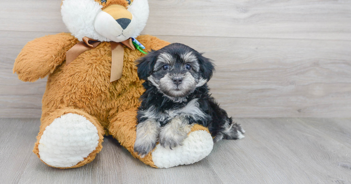 Adorable Havanese Vinnie 2lb 8oz Purebred Puppy