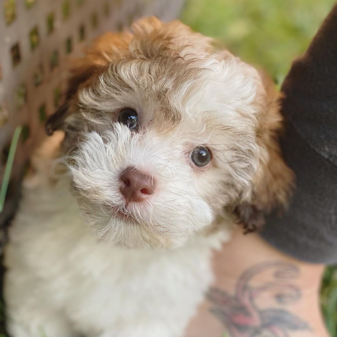 Havanese toy poodle mix puppies store for sale