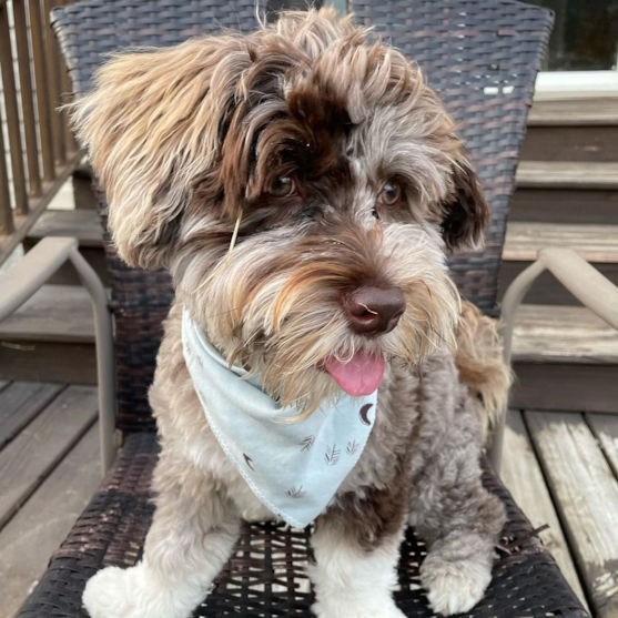 Merle Havapoo adult dog Merle Havapoo sitting on a chair