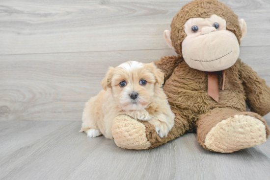 Popular Havapoo Poodle Mix Pup