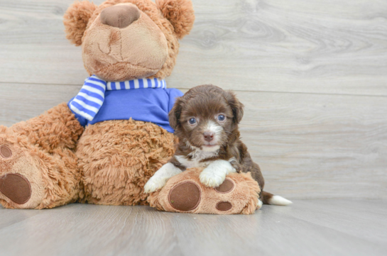 Havapoo Pup Being Cute