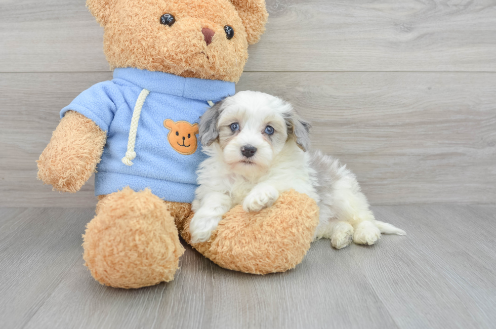 8 week old Havapoo Puppy For Sale - Premier Pups