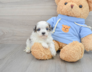 9 week old Havapoo Puppy For Sale - Premier Pups