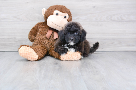 Shih Poo Puppies for Sale