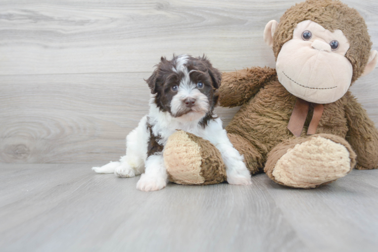 Meet Chewy - our Havapoo Puppy Photo 1/3 - Premier Pups