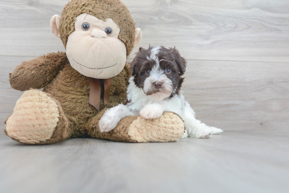 Meet Chewy - our Havapoo Puppy Photo 2/3 - Premier Pups