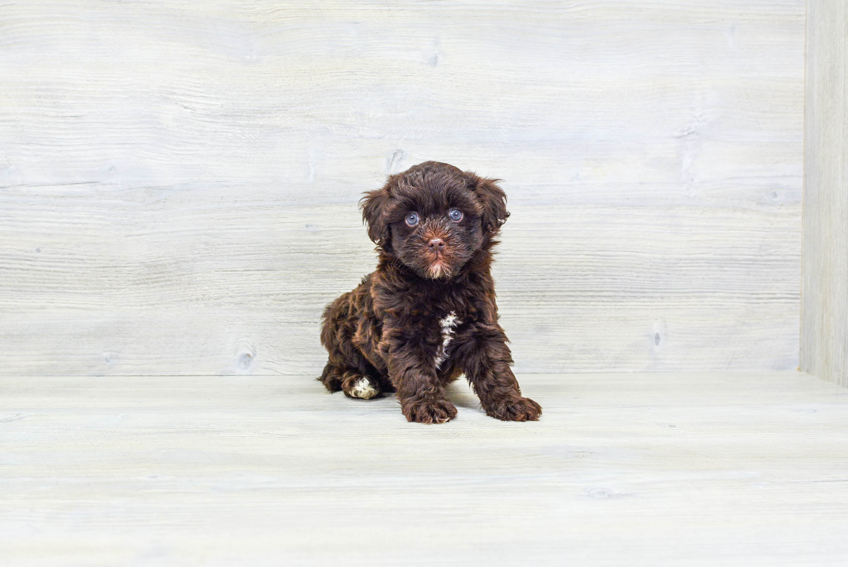 Havanese best sale toy poodle