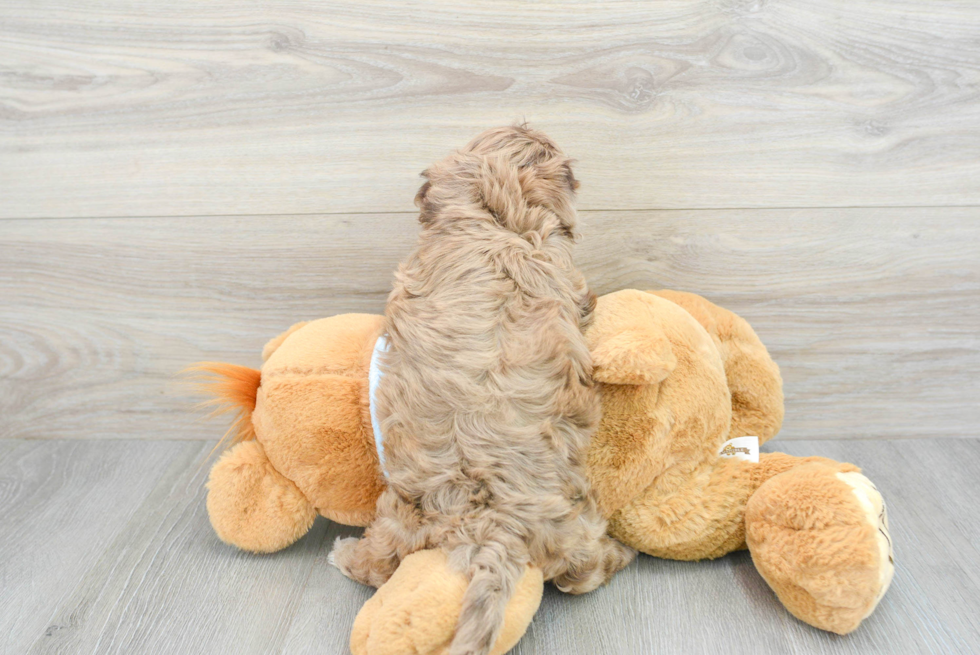 Hypoallergenic Havadoodle Poodle Mix Puppy