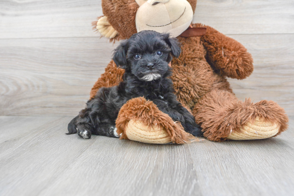 Havapoo Puppy for Adoption