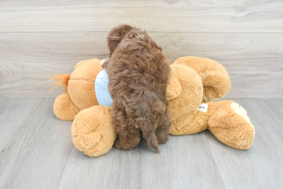 Havapoo Enchanto: 1lb 15oz Doodle Puppy