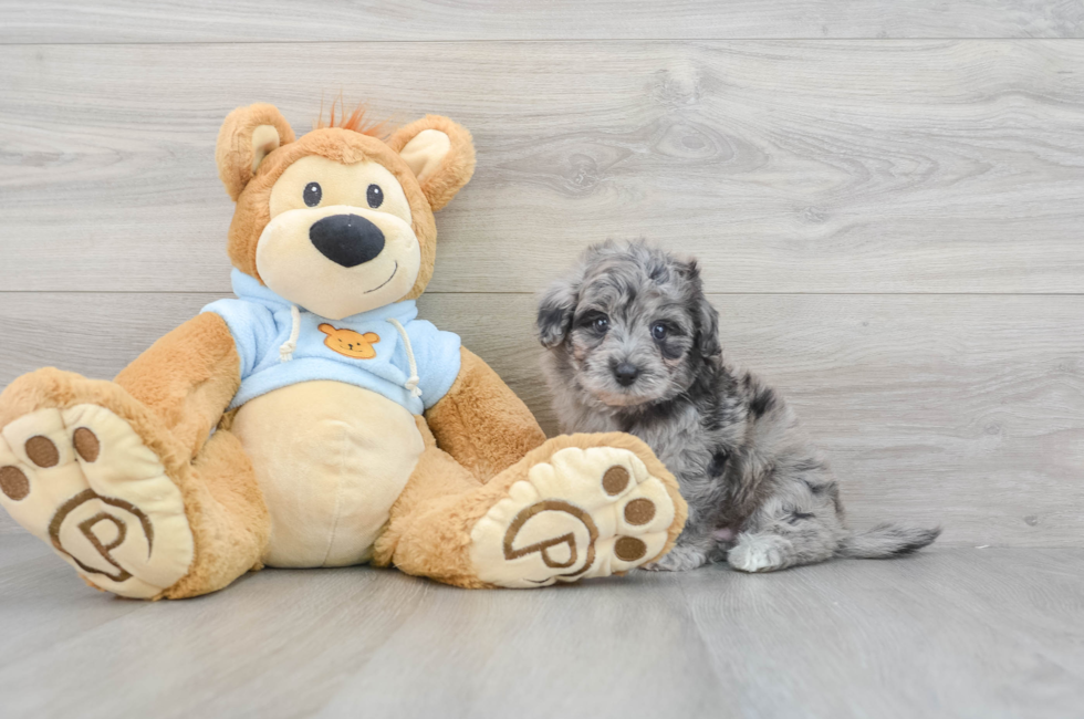6 week old Havapoo Puppy For Sale - Premier Pups