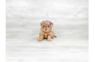 Meet Farley - our Havapoo Puppy Photo 3/4 - Premier Pups