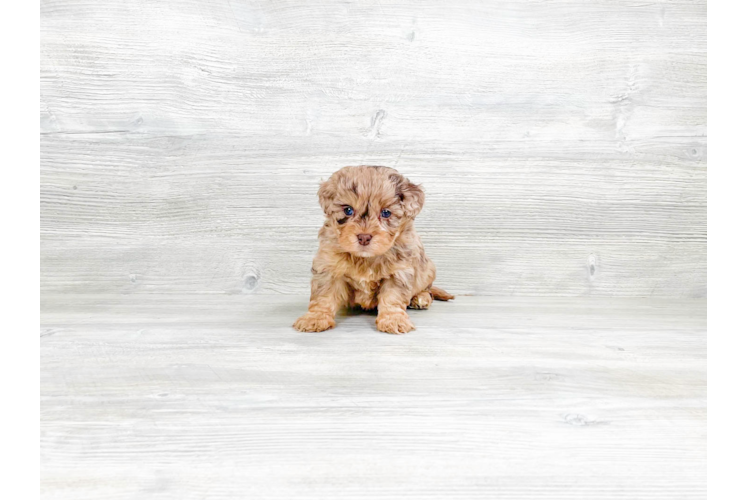 Meet Farley - our Havapoo Puppy Photo 3/4 - Premier Pups