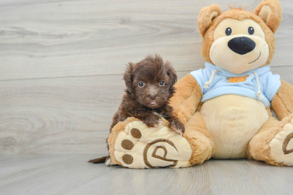 Fluffy Havapoo Poodle Mix Pup
