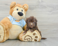 10 week old Havapoo Puppy For Sale - Premier Pups