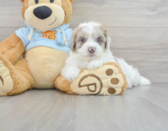 7 week old Havapoo Puppy For Sale - Premier Pups