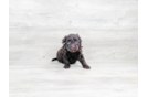 Meet Fifi - our Havapoo Puppy Photo 3/4 - Premier Pups
