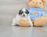8 week old Havapoo Puppy For Sale - Premier Pups