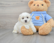 6 week old Havapoo Puppy For Sale - Premier Pups