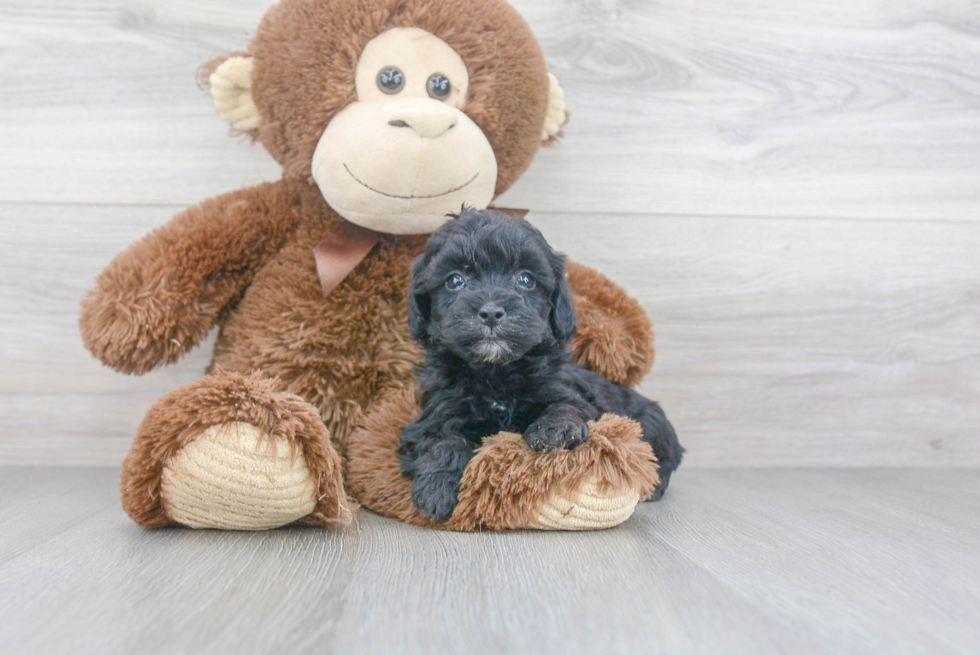 Hypoallergenic Havanese Poodle Mix Puppy