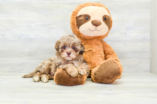 Fluffy Havapoo Poodle Mix Pup