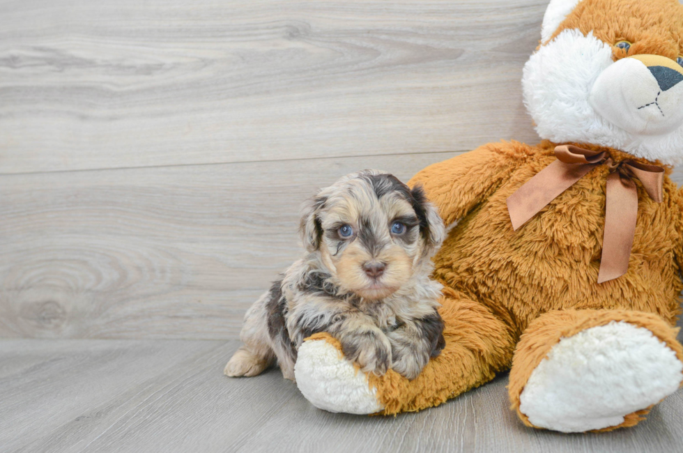 5 week old Havapoo Puppy For Sale - Premier Pups