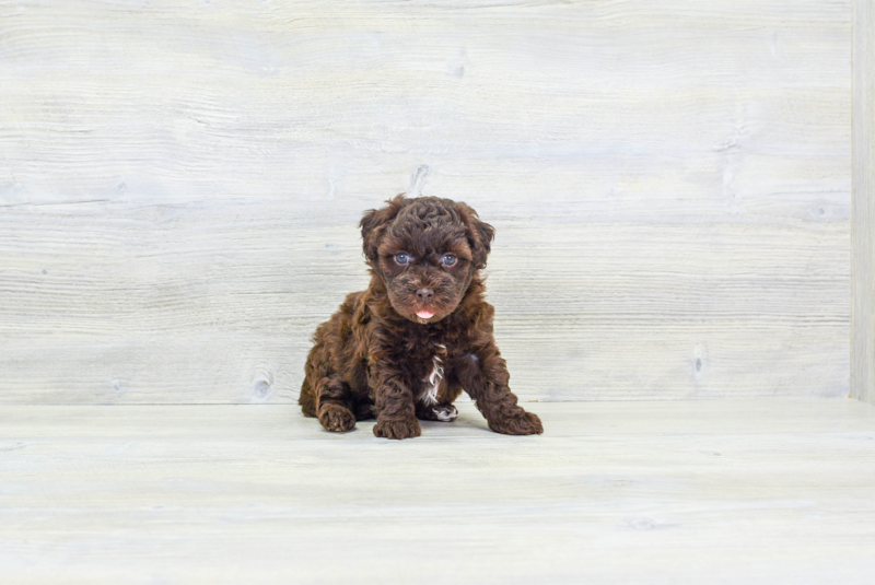 Meet Gomez - our Havapoo Puppy Photo 2/4 - Premier Pups