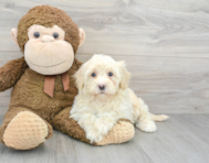 8 week old Havapoo Puppy For Sale - Premier Pups