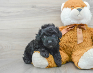 6 week old Havapoo Puppy For Sale - Premier Pups