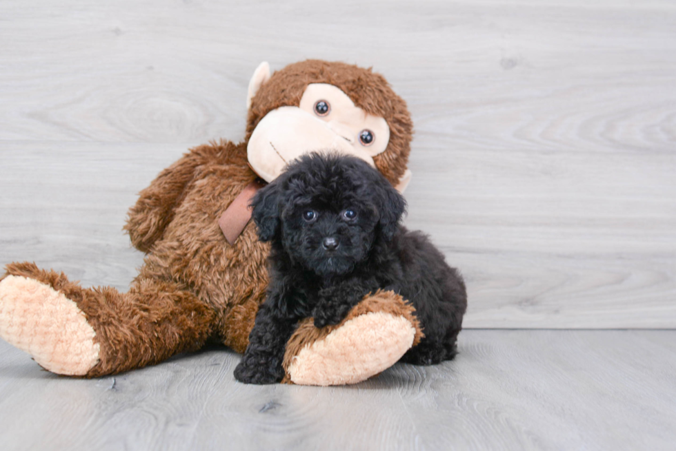 Funny Havapoo Poodle Mix Pup