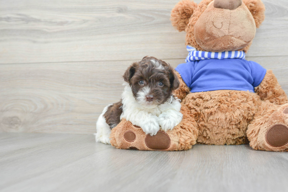 Funny Havapoo Poodle Mix Pup