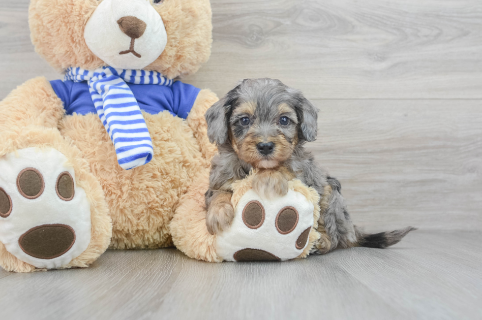 6 week old Havapoo Puppy For Sale - Premier Pups
