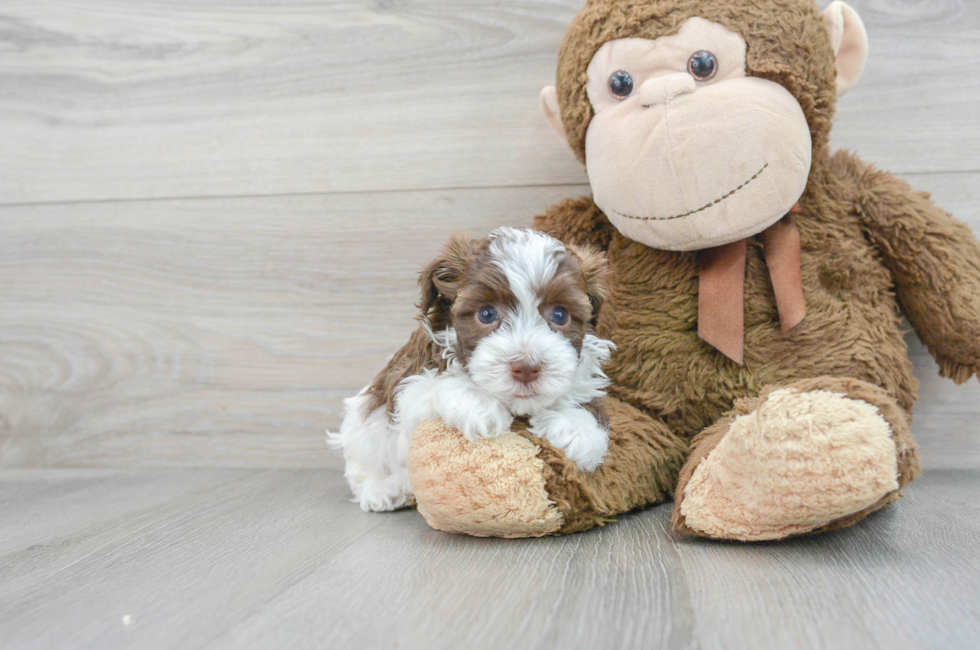 5 week old Havapoo Puppy For Sale - Premier Pups