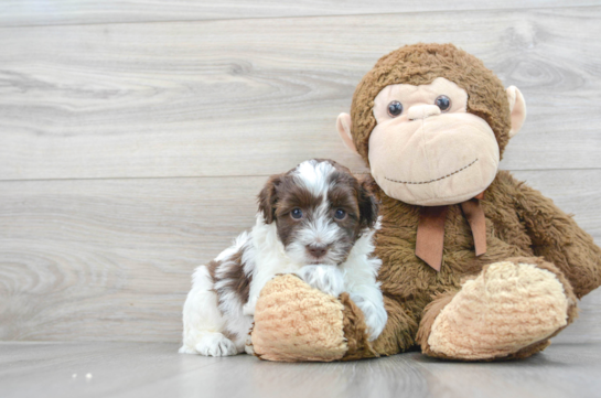 Havapoo Puppy for Adoption