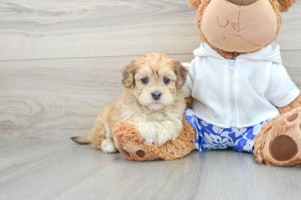 5 week old Havapoo Puppy For Sale - Premier Pups
