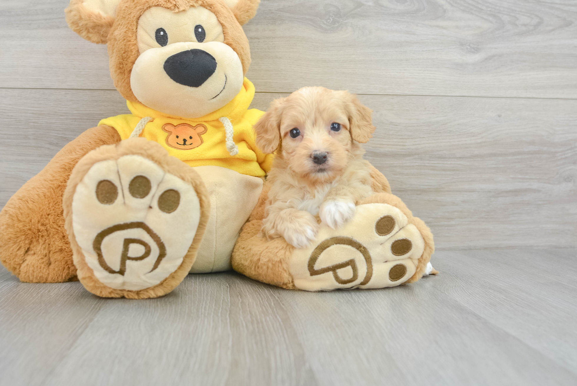 Popular Havapoo Ramona: 1lb 15oz Doodle Puppy