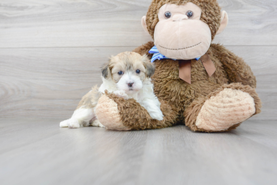 Funny Havapoo Poodle Mix Pup