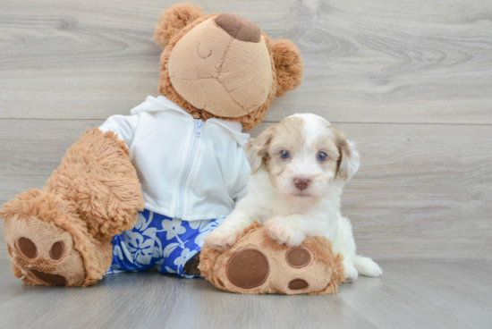 Funny Havapoo Poodle Mix Pup