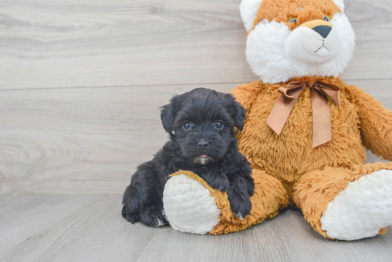 Playful Havadoodle Poodle Mix Puppy