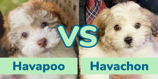 Havapoo vs Havachon Comparison