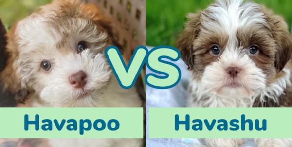 Havapoo vs Havashu - Fancy Designer Dogs - Premier Pups