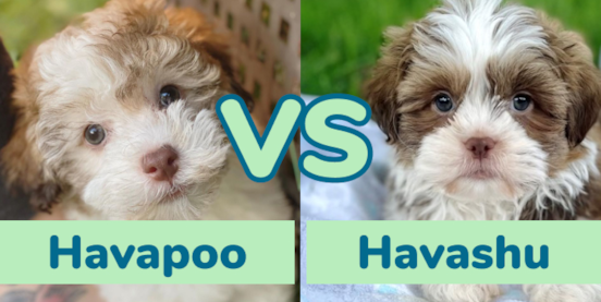Havapoo vs Havashu Comparison
