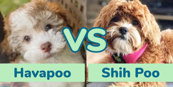 Havapoo vs Shih Poo - Comparing Doodle Breeds - Premier Pups